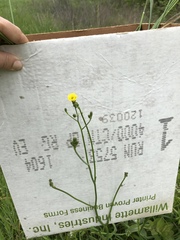 Crepis pulchra