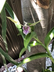 Dendrobium lasianthera