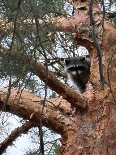 Common Raccoon photographed in Idaho