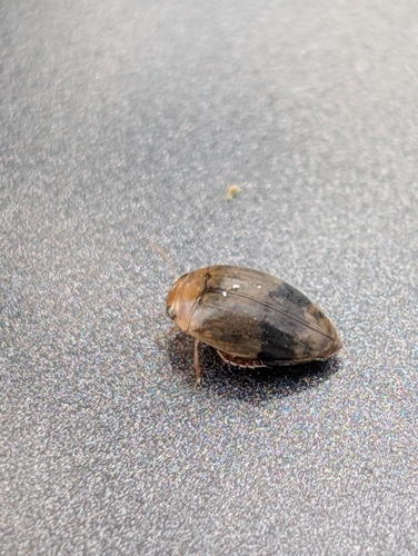 Laccophilus fasciatus