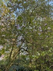 Magnoliales