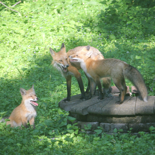 Red Fox photographed in Minnesota