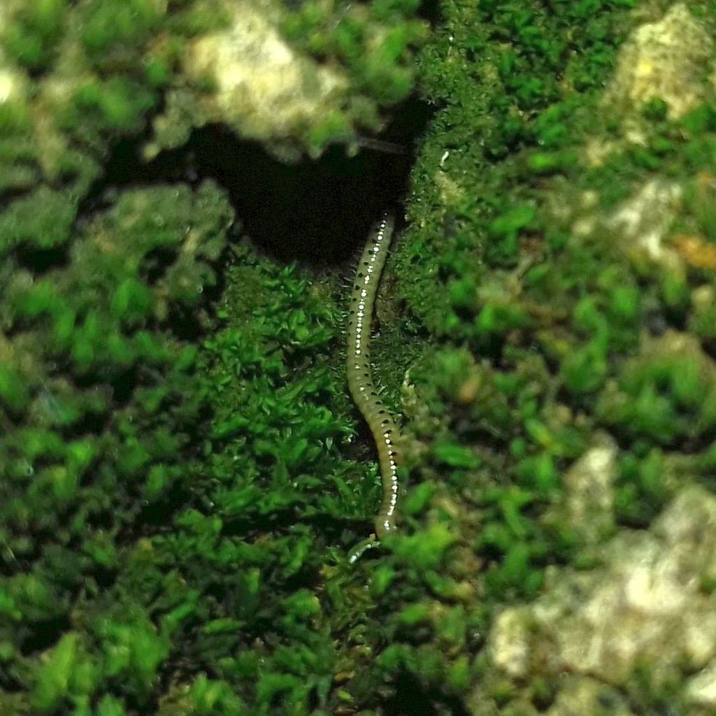 Nopoiulinae