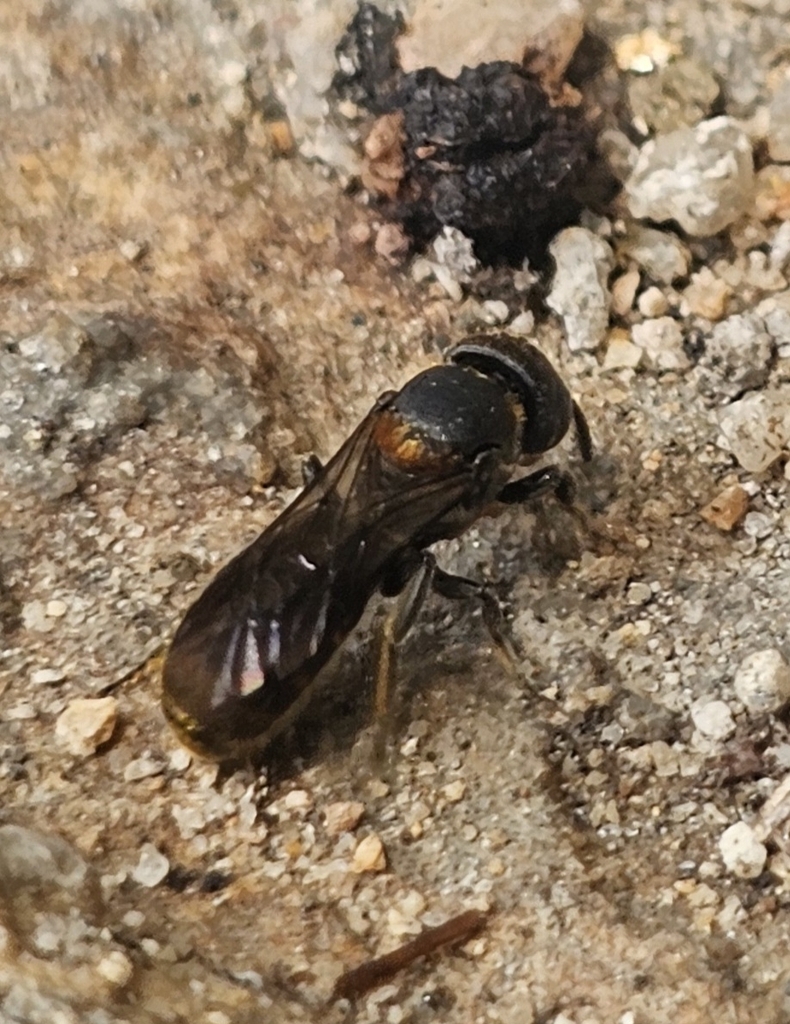 Golden-belted Scissor Bee