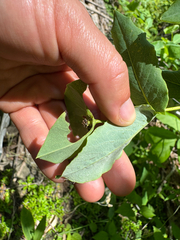 Lonicera hirsuta, photograph (c) Shanze Yoell, some rights reserved (CC BY)