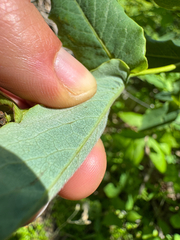 Lonicera hirsuta, photograph (c) Shanze Yoell, some rights reserved (CC BY)