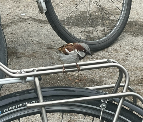 Haussperling