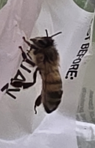 Western Honey Bee