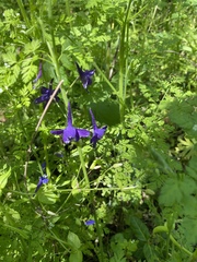 Delphinium tricorne