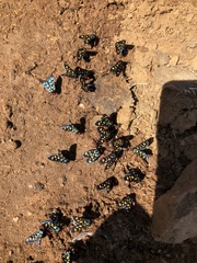 Arniocera auriguttata