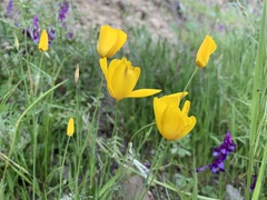Eschscholzia caespitosa