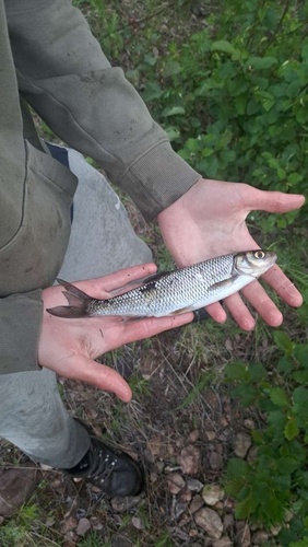 Common Dace
