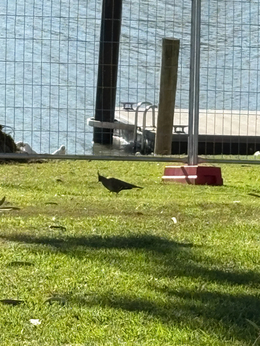 Crested Pigeon