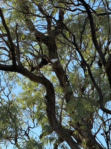 Little Corella