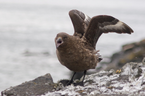 iNaturalist image