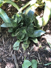 Sansevieria fischeri