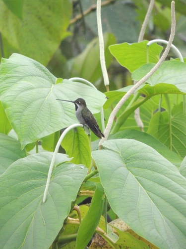 Long-billed Starthroat (Heliomaster longirostris), photo 3