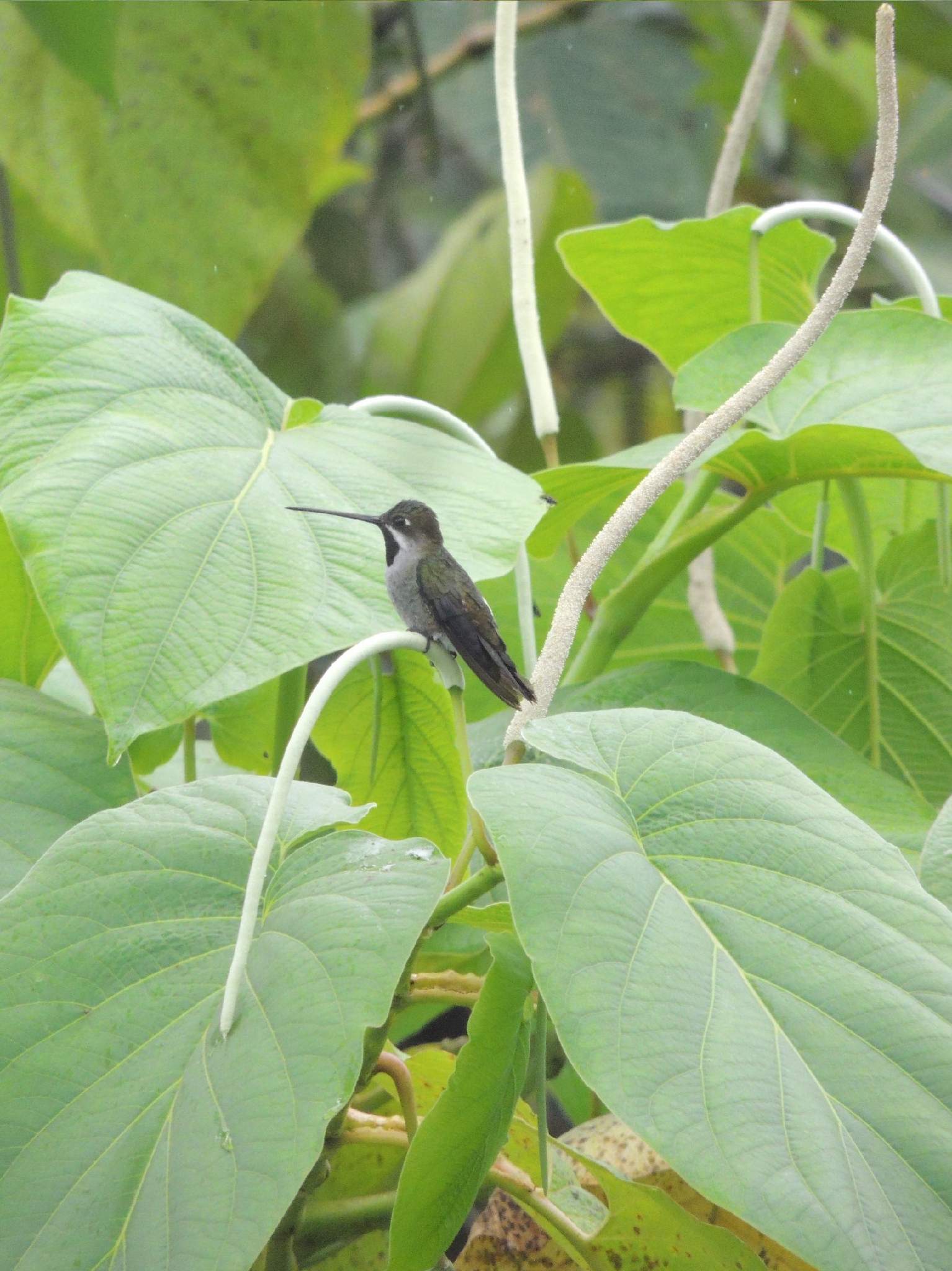 Long-billed Starthroat (Heliomaster longirostris), photo 5