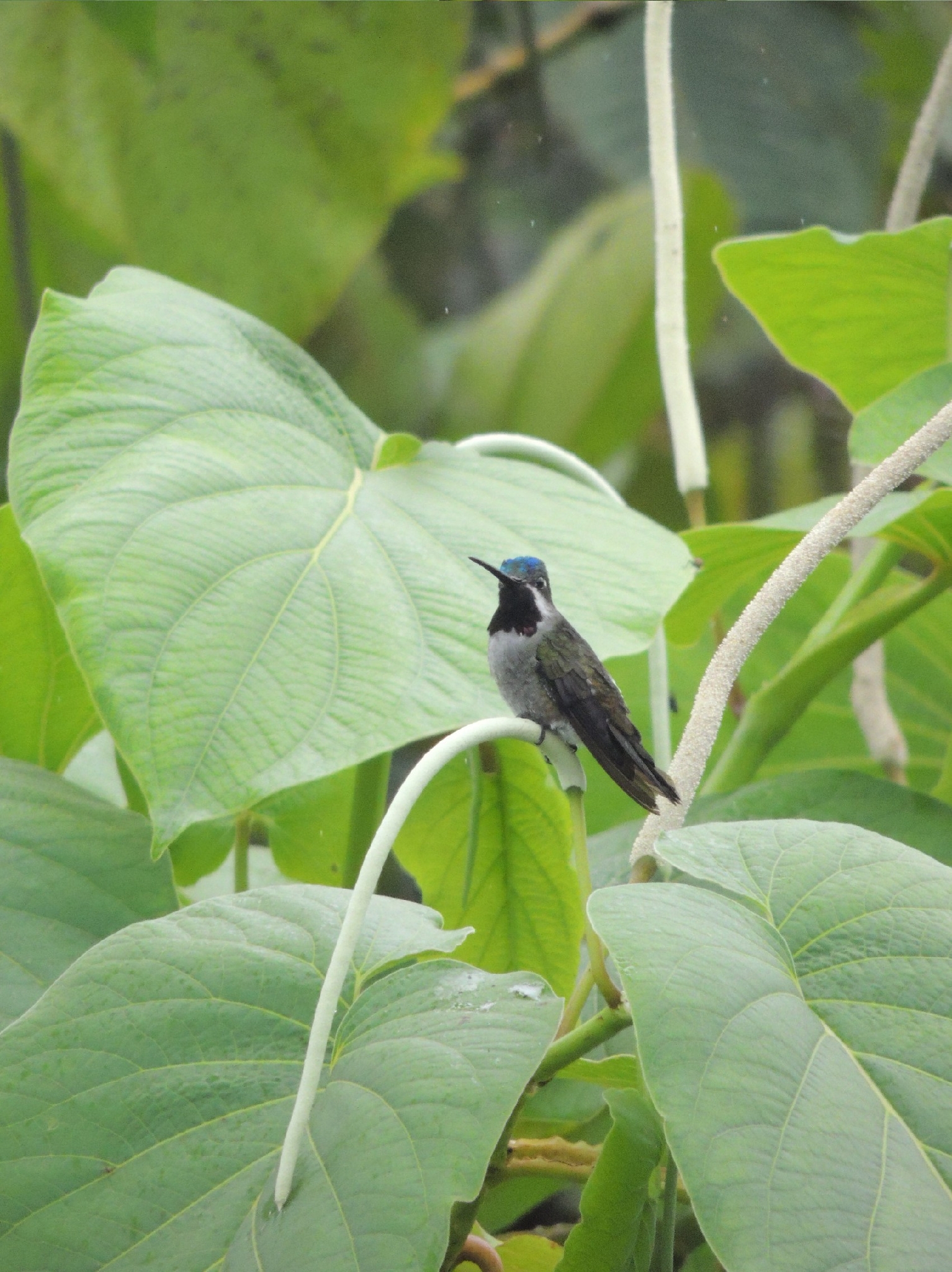 Long-billed Starthroat (Heliomaster longirostris), photo 6