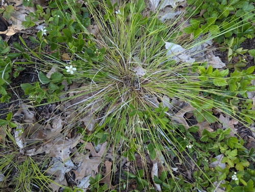 Carex albicans observed 2026-06-06