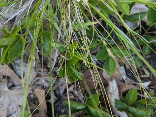 Carex albicans, photograph 1