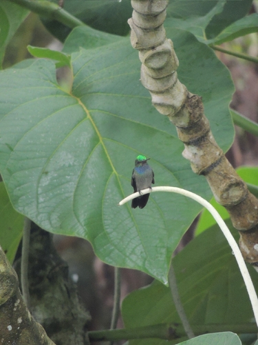 Charming Hummingbird (Polyerata decora), photo 6