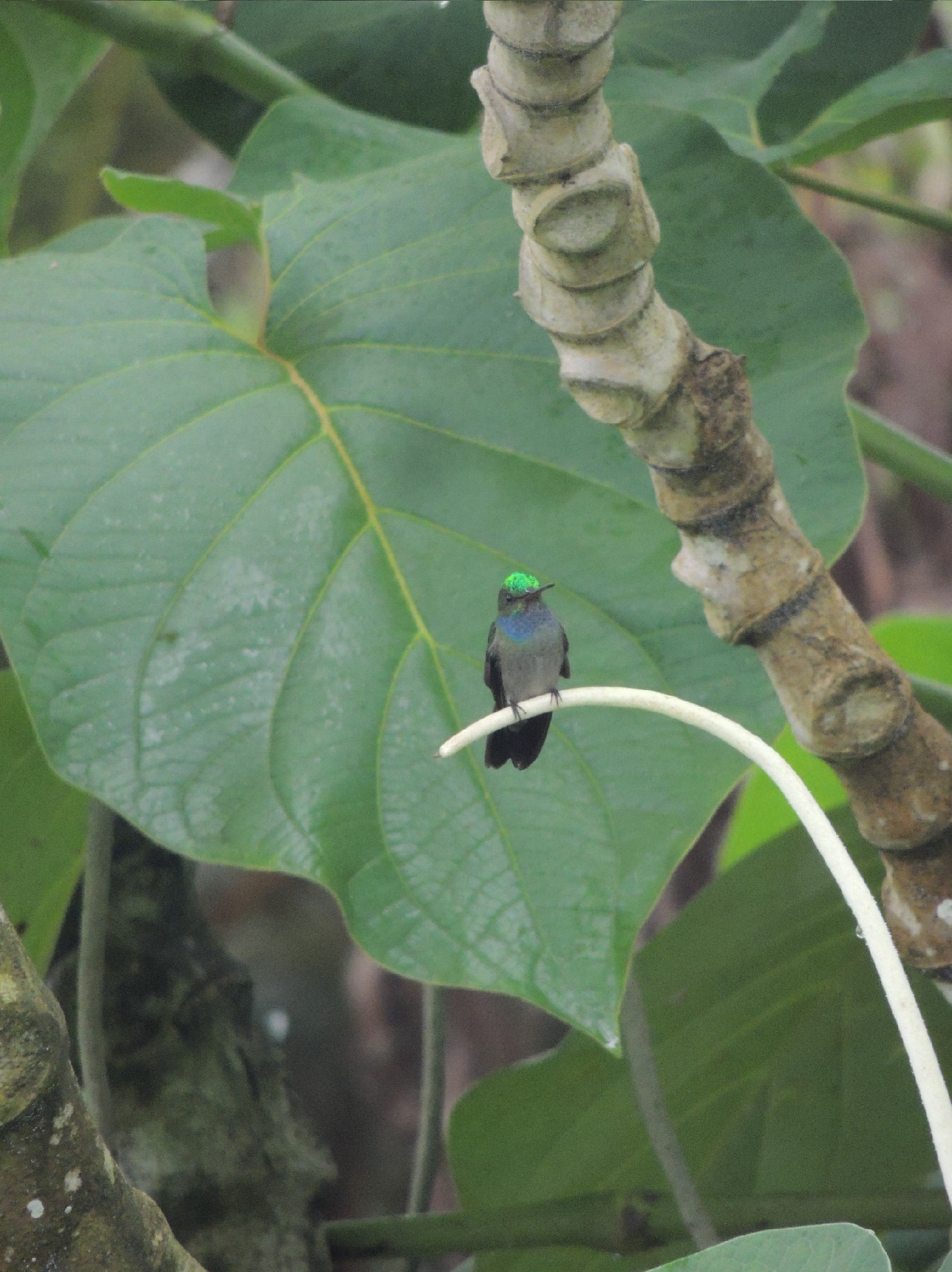 Charming Hummingbird (Polyerata decora), photo 6