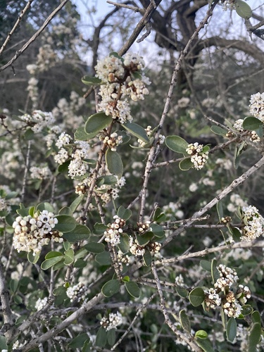 Ceanothus megacarpus, photograph 6