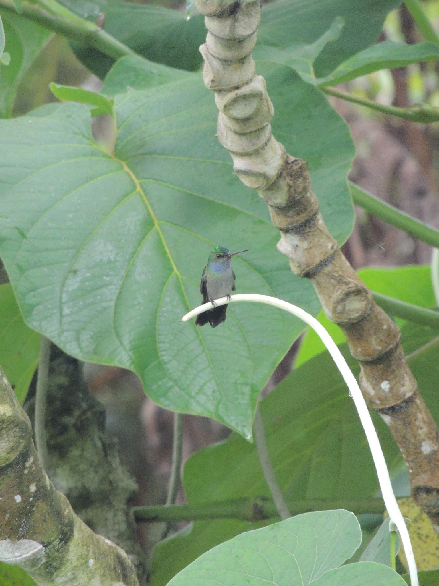 Charming Hummingbird (Polyerata decora), photo 7