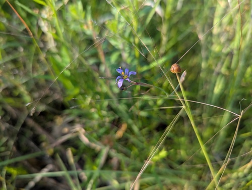 Sisyrinchium atlanticum, photograph 3
