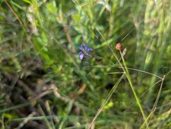 Sisyrinchium atlanticum, photograph (c) Ryan Sorrells, some rights reserved (CC BY)