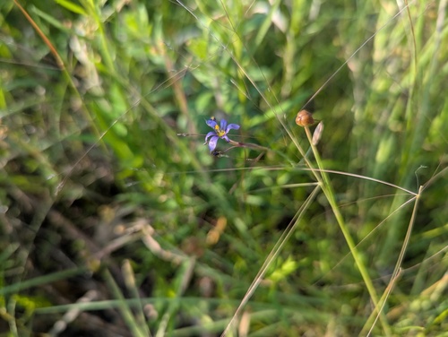 Sisyrinchium atlanticum, photograph 4