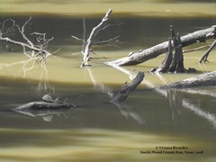 Graptemys sabinensis