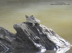 Graptemys sabinensis