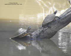 Graptemys sabinensis