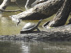 Graptemys sabinensis