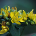 Spotted St. John's Wort - Photo (c) BlueRidgeKitties, some rights reserved (CC BY-NC-SA)