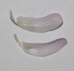 Aspalathus costulata