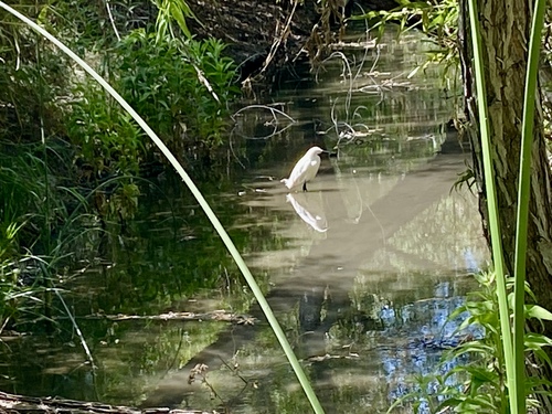 iNaturalist observation photo of Snowy Egret