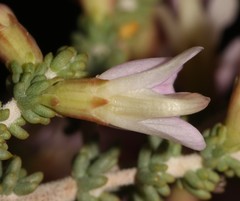 Aspalathus costulata