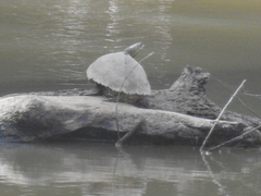 Graptemys sabinensis