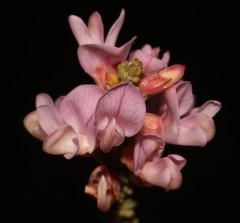 Aspalathus costulata