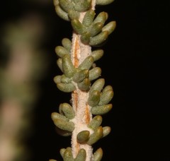 Aspalathus costulata