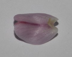 Aspalathus costulata