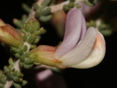 Aspalathus costulata