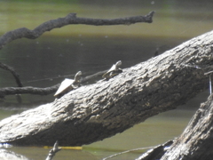 Graptemys sabinensis