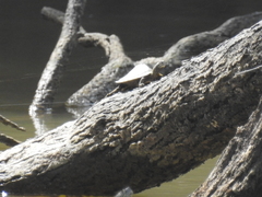 Graptemys sabinensis