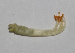 Aspalathus costulata
