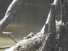 Graptemys sabinensis