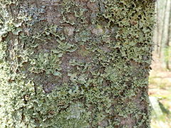 Ricasolia quercizans